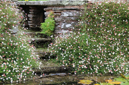 Erigeron Karvinskianus Profusion Seeds