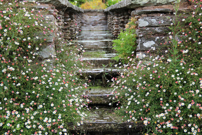 Erigeron Karvinskianus Profusion Seeds