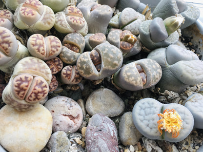 Lithops “Living Stone” Succulent – Mixed Colors | Cactus Seeds