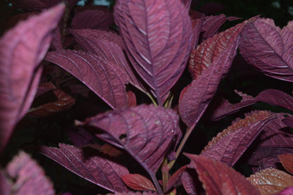 Perilla Shiso Red Seeds