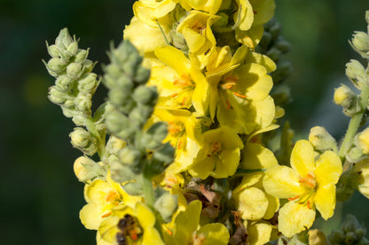 Greater Mullein Verbascum thapsus Seeds