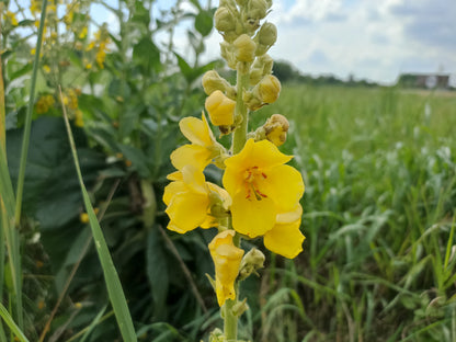 Greater Mullein Verbascum thapsus Seeds
