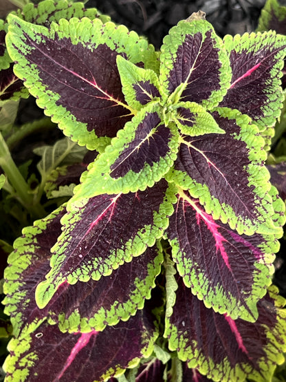 Coleus Chocolate Covered Cherry Seeds – Decorative Foliage (Pelleted)