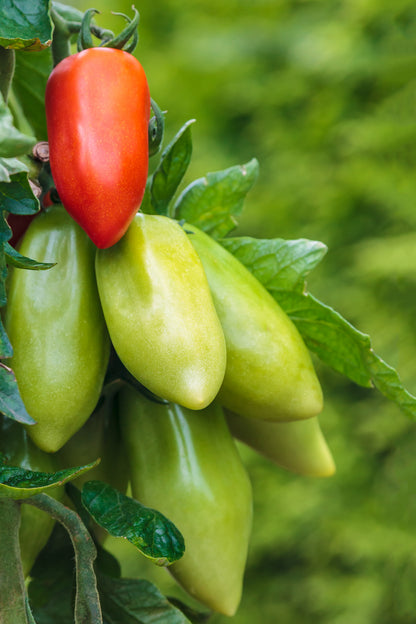 Tomato San Marzano Seeds
