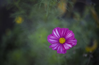 Cosmos Velouette Seeds