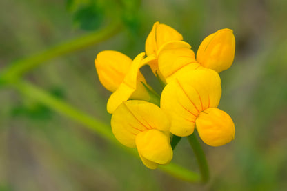 Birdsfoot Trefoil - Lotus corniculatus Seeds