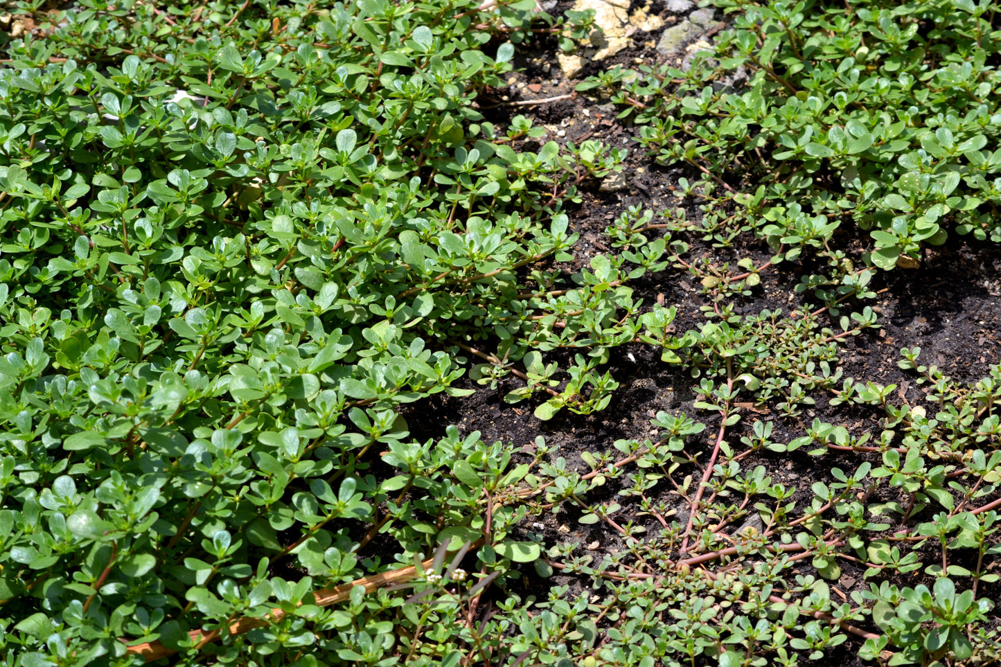Purslane Golden Seeds