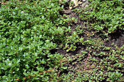 Purslane Golden Seeds