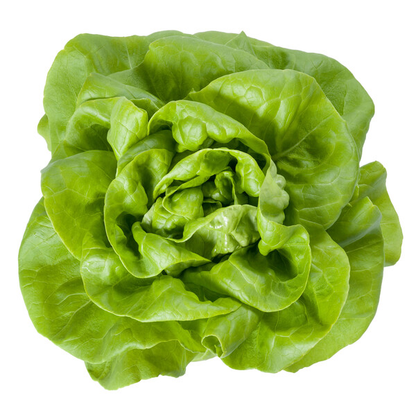Lettuce Blond Butterhead Duka RZ Seeds