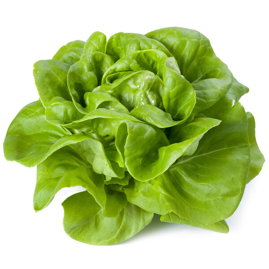 Lettuce Blond Butterhead Duka RZ Seeds