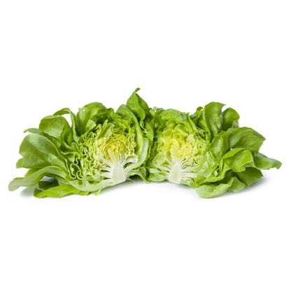 Lettuce Blond Butterhead Duka RZ Seeds
