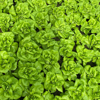 Lettuce Blond Butterhead Duka RZ Seeds