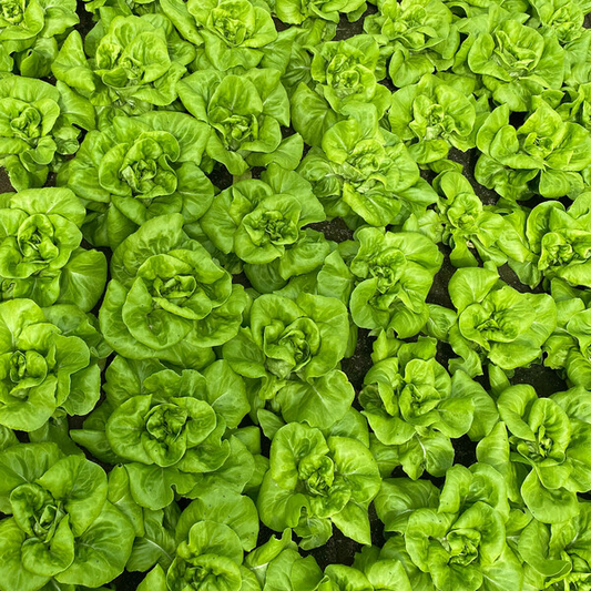 Lettuce Blond Butterhead Duka RZ Seeds