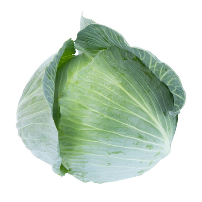 Cabbage Dulcima RZ F1 (30-725) Untreated Seeds