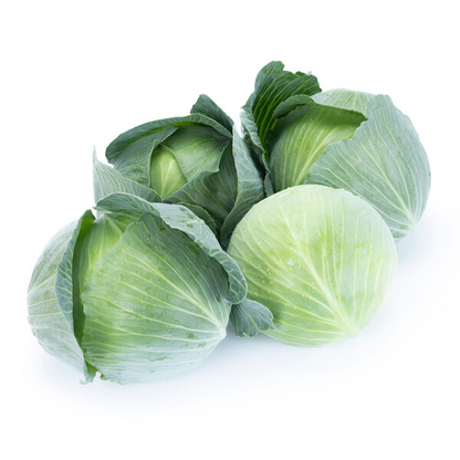Cabbage Dulcima RZ F1 (30-725) Untreated Seeds