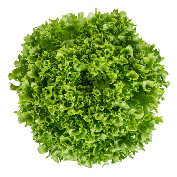 Lettuce Dunand RZ (44-22) Untreated Seeds