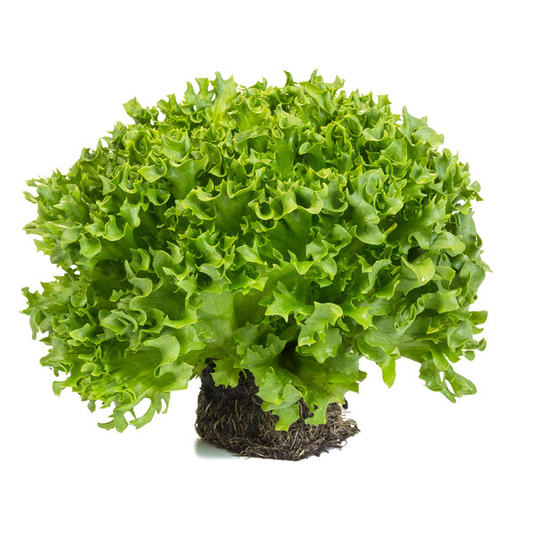 Lettuce Dunand RZ (44-22) Untreated Seeds