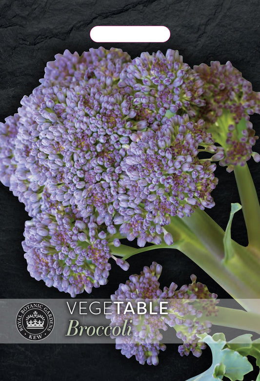 Thompson & Morgan Kew Vegetable Broccoli Sprouting Summer Purple - 200 Seeds