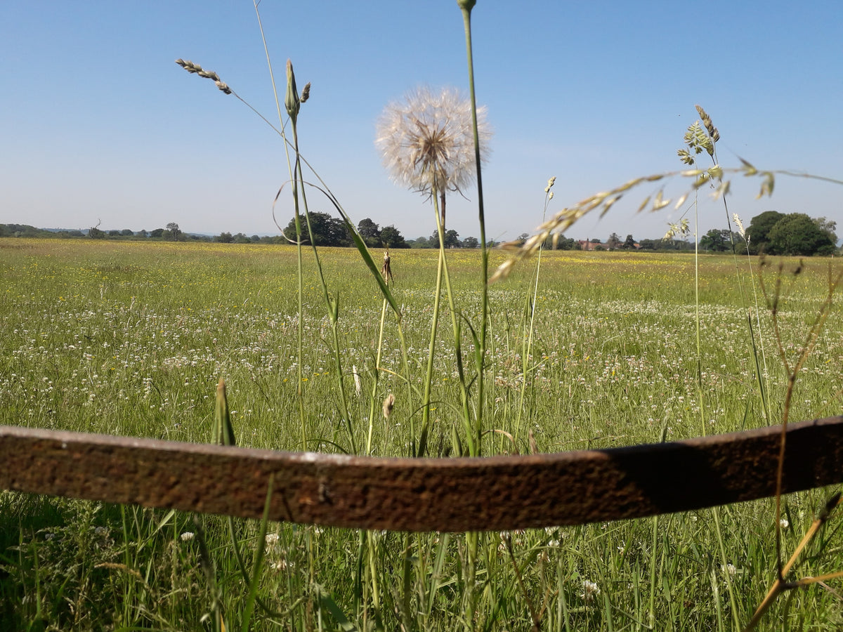 Wildflowers to Sow