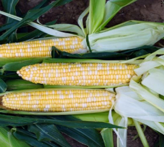 Sweet Corn Pot of Gold F1 Hybrid Seed