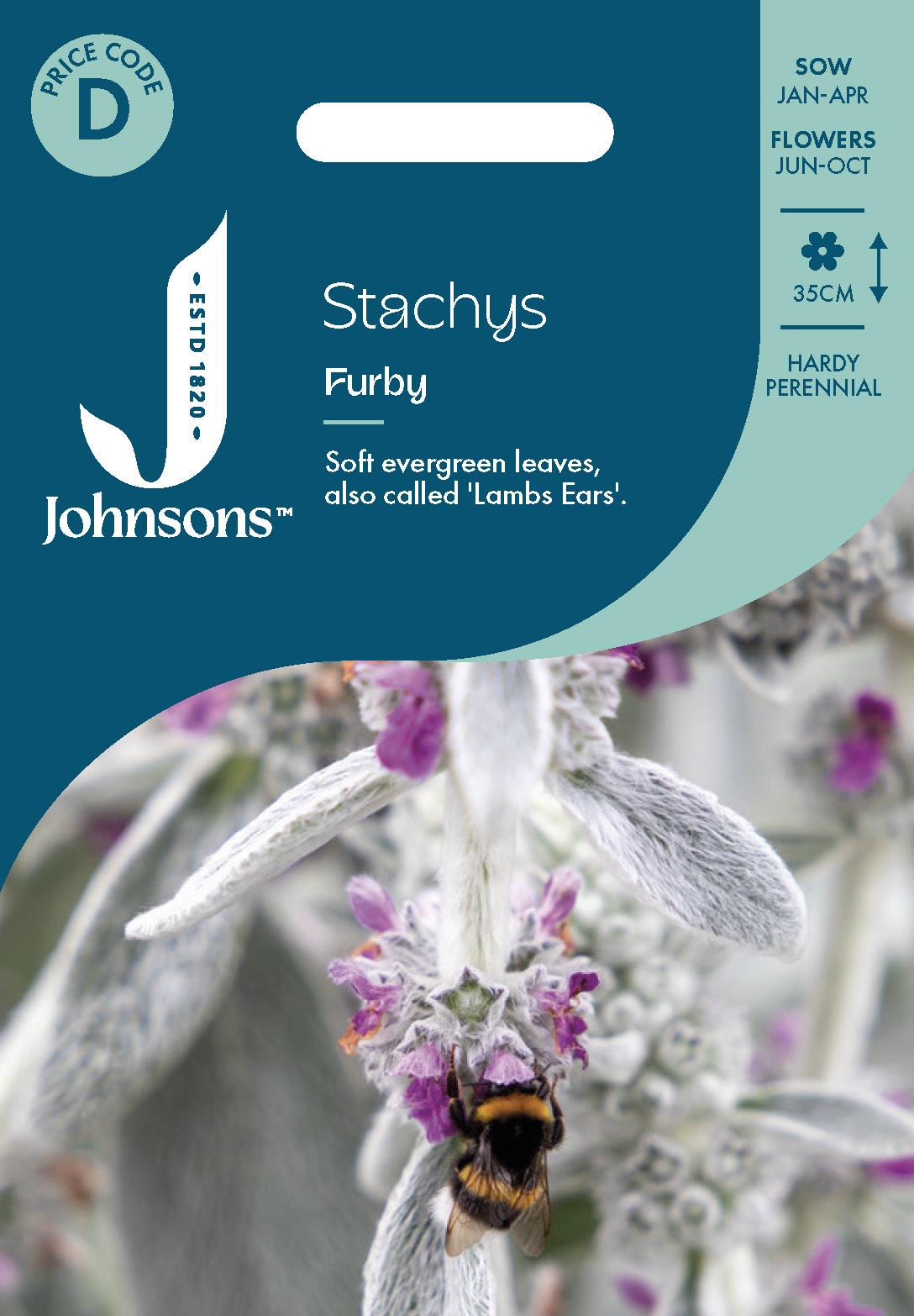 Johnsons - Stachys Furby - 20 Seeds