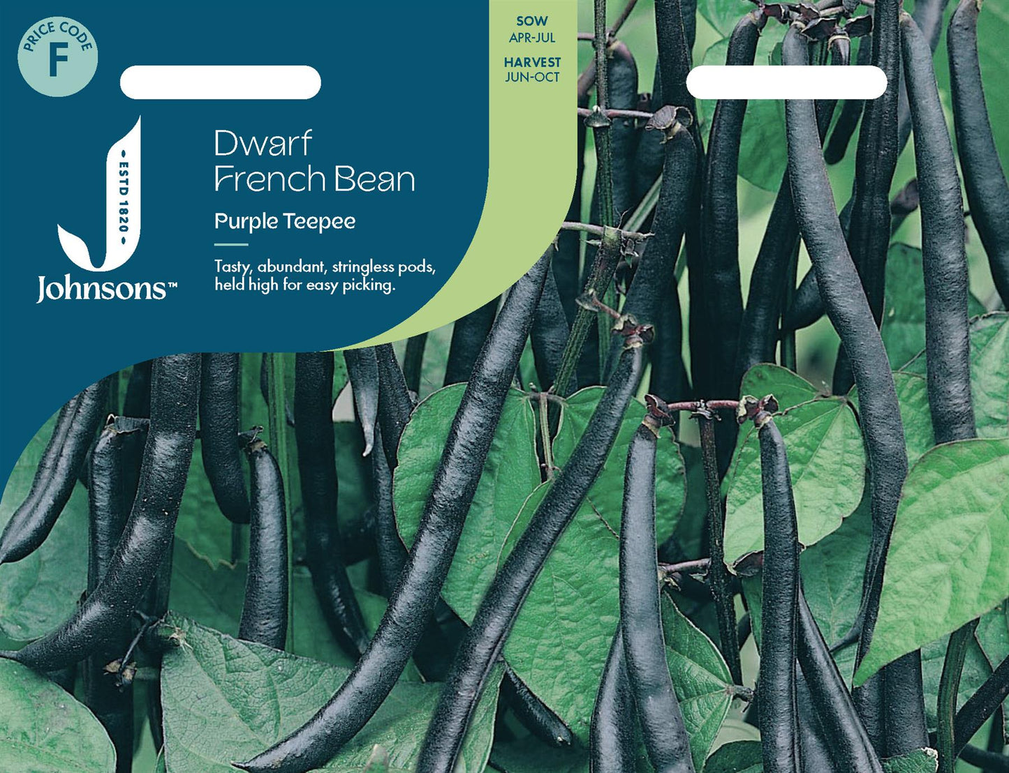 Johnsons - Dwarf French Bean Purple Teepee - 100 Seeds
