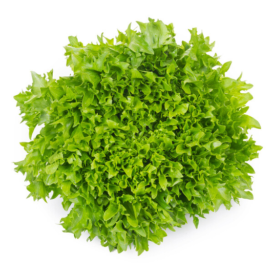 Lettuce Green Incised Salanova Exanimo RZ (79-IN1600) Seeds