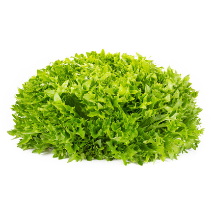 Lettuce Green Incised Salanova Exanimo RZ (79-IN1600) Seeds
