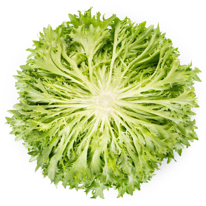 Lettuce Green Incised Salanova Exanimo RZ (79-IN1600) Seeds