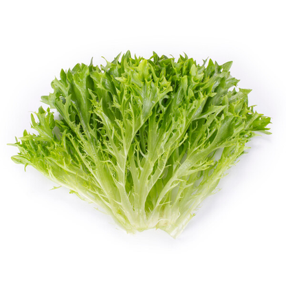 Lettuce Green Incised Salanova Exanimo RZ (79-IN1600) Seeds