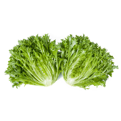 Lettuce Incised Leaf Salanova Exaudio RZ Untreated Seeds