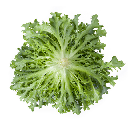 Lettuce Incised Leaf Salanova Exaudio RZ Untreated Seeds
