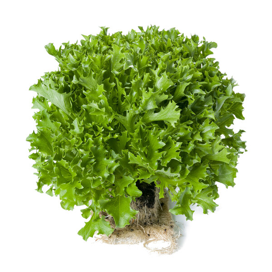 Lettuce Incised Leaf Salanova Exaudio RZ Untreated Seeds