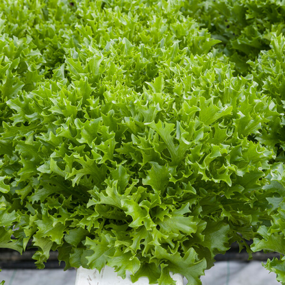 Lettuce Incised Leaf Salanova Exaudio RZ Untreated Seeds