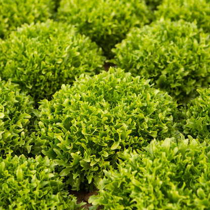 Lettuce Incised Leaf Salanova Excavo RZ Seed