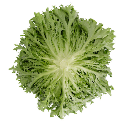 Lettuce Incised Leaf Salanova Excavo RZ Seed