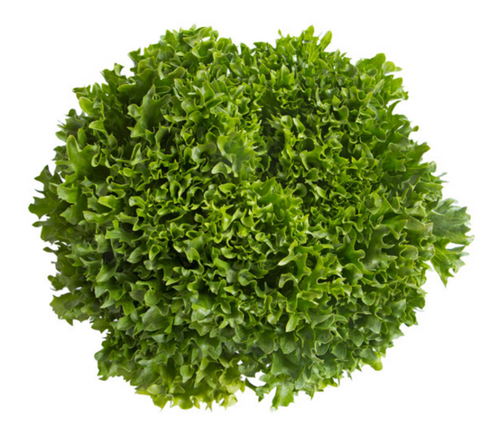 Lettuce Green Salanova crispy incised Excuria RZ - LS10943 Seeds