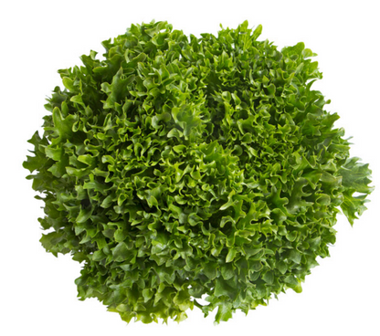 Lettuce Green Salanova Crispy Incised Excuria RZ Seeds