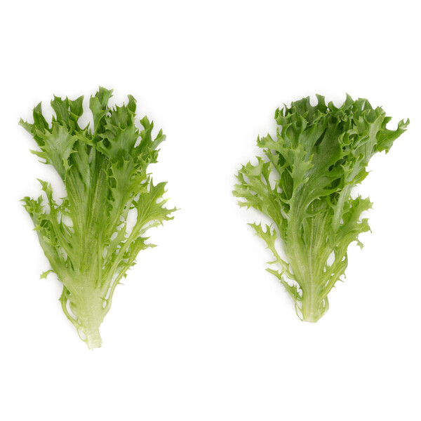 Lettuce Green Salanova Crispy Incised Excuria RZ Seeds