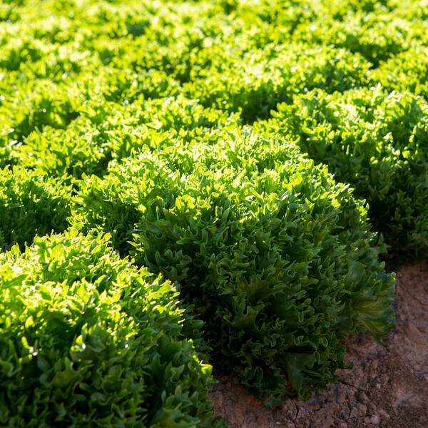 Lettuce Green Salanova Crispy Incised Excuria RZ Seeds