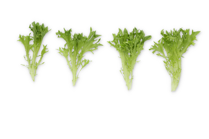 Lettuce Salanova Exframe RZ (79-IN1004) Seeds