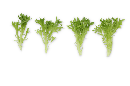 Lettuce Salanova Exframe RZ (79-IN1004) Seeds