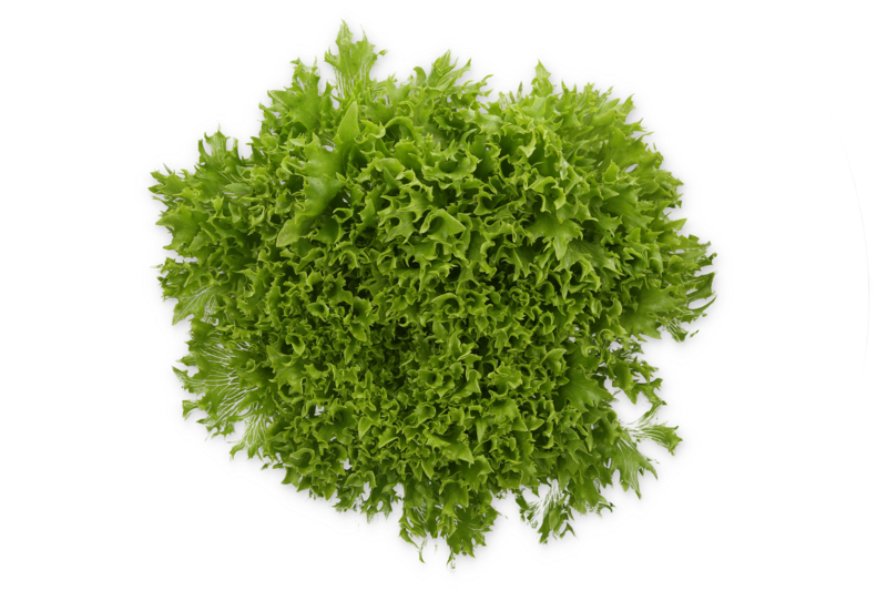 Lettuce Salanova Exira RZ (79-IN1114) Knox Seed