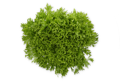 Lettuce Salanova Exira RZ (79-IN1114) Knox Seed
