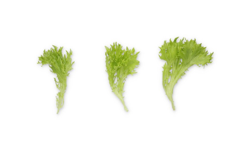 Lettuce Salanova Exira RZ (79-IN1114) Knox Seed