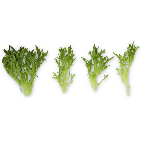 Lettuce Green Salanova Exonic RZ Seeds