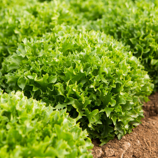 Lettuce Incised Leaf Salanova Extranet RZ Seeds