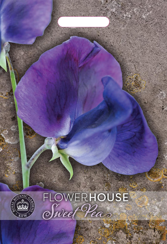 Thompson & Morgan Kew Flower Sweet Pea Lathyrus King Size Royal Navy Dark Blue - 25 Seeds