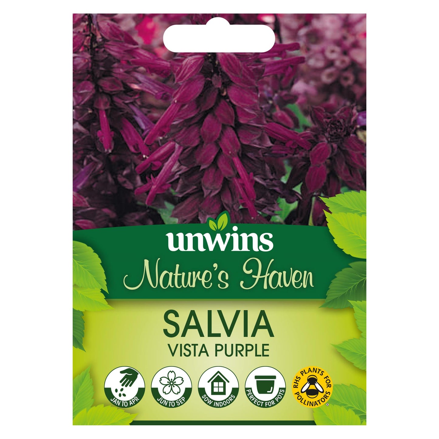 Unwins Flower Salvia Vista Purple - 20 Seeds