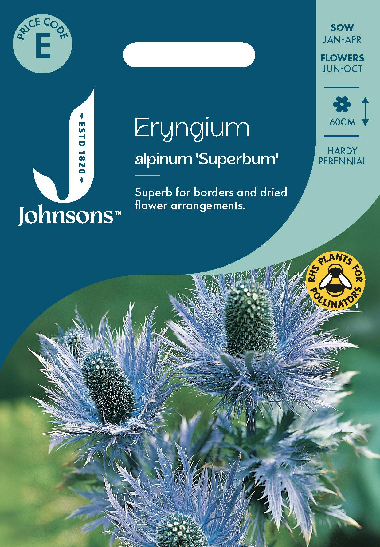 Johnsons - Eryngium Alpinum Superbum - 50 Seeds